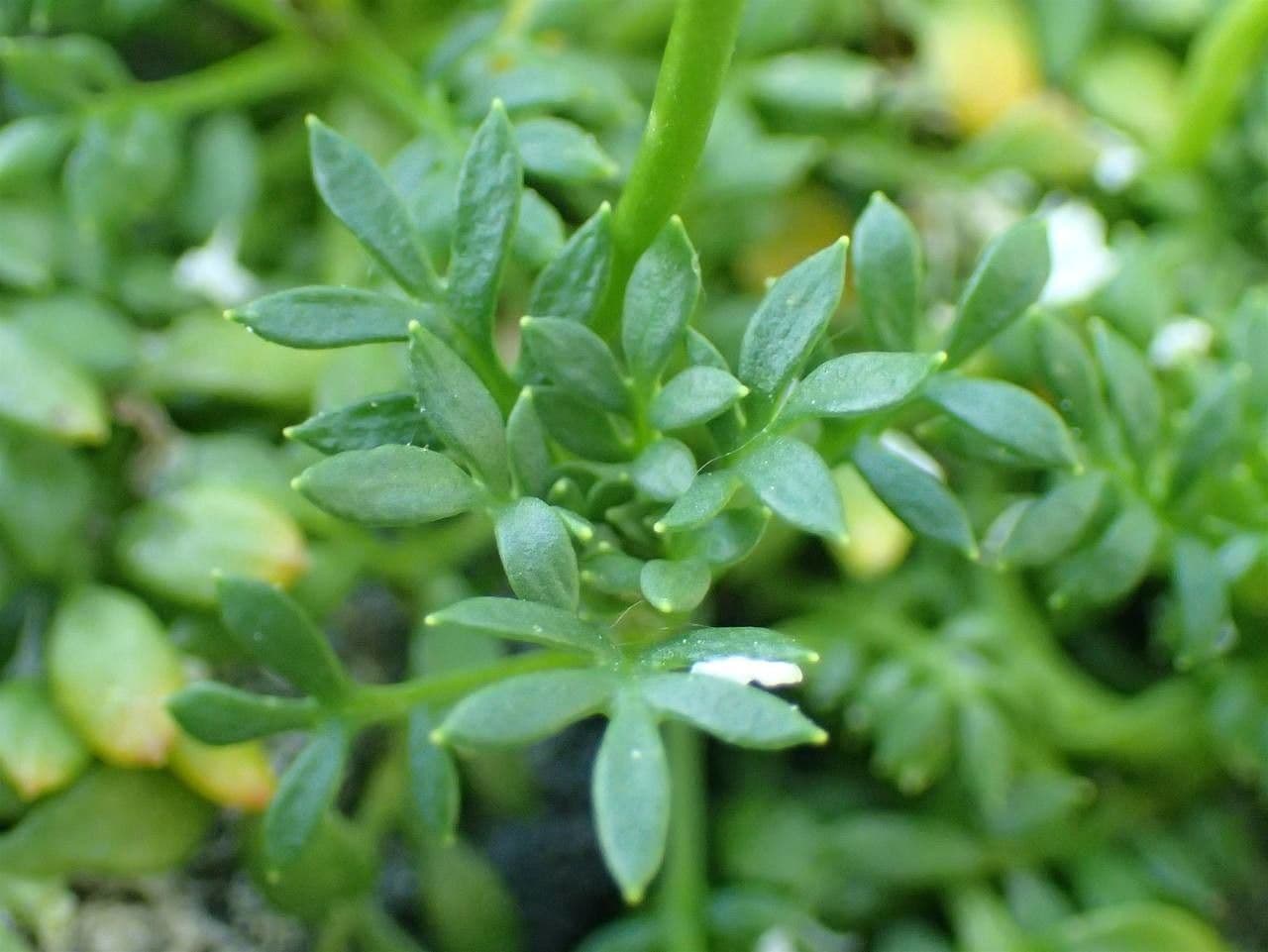 Iberidella alpina 15