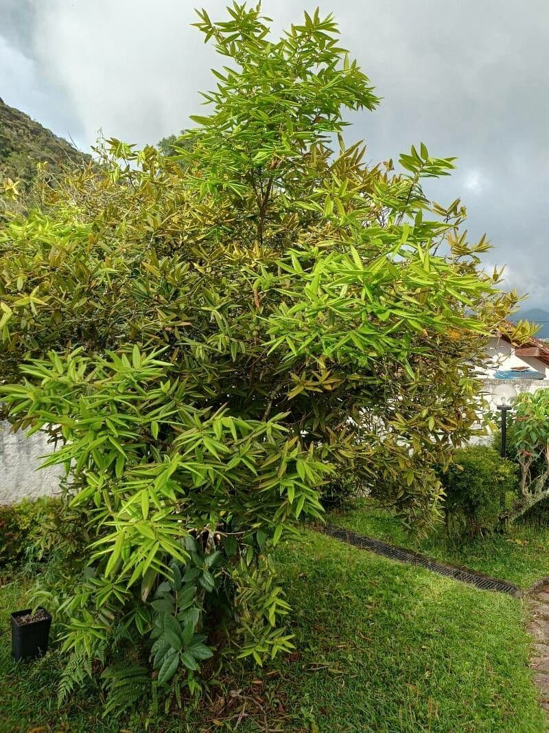 Mirciaria 8