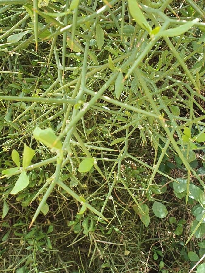 Dattier du désert 23