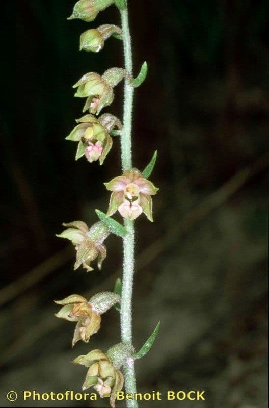 Elleborine violacea 25