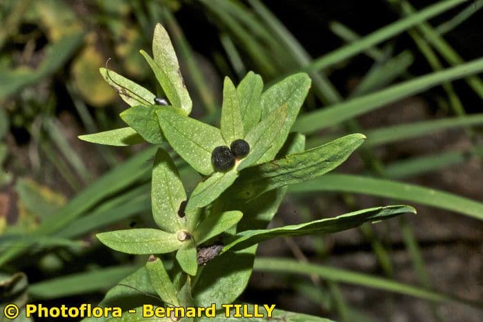 Cerinthe minor