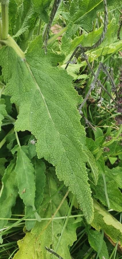 Salvia 5