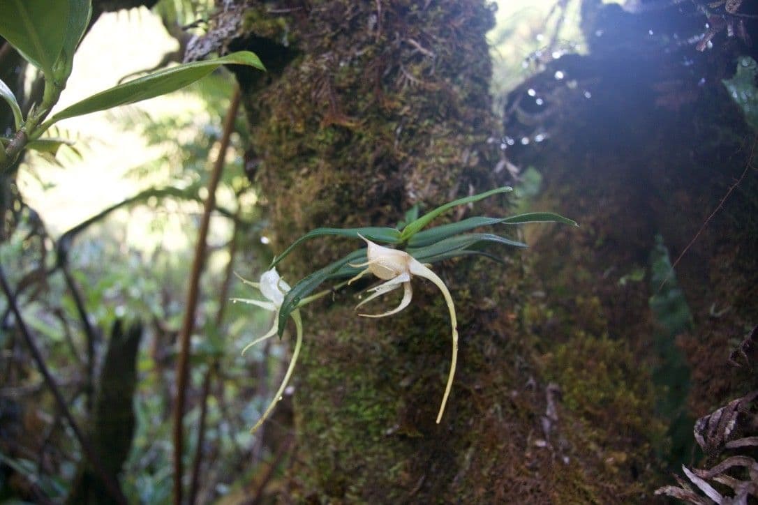 Orchidea 8