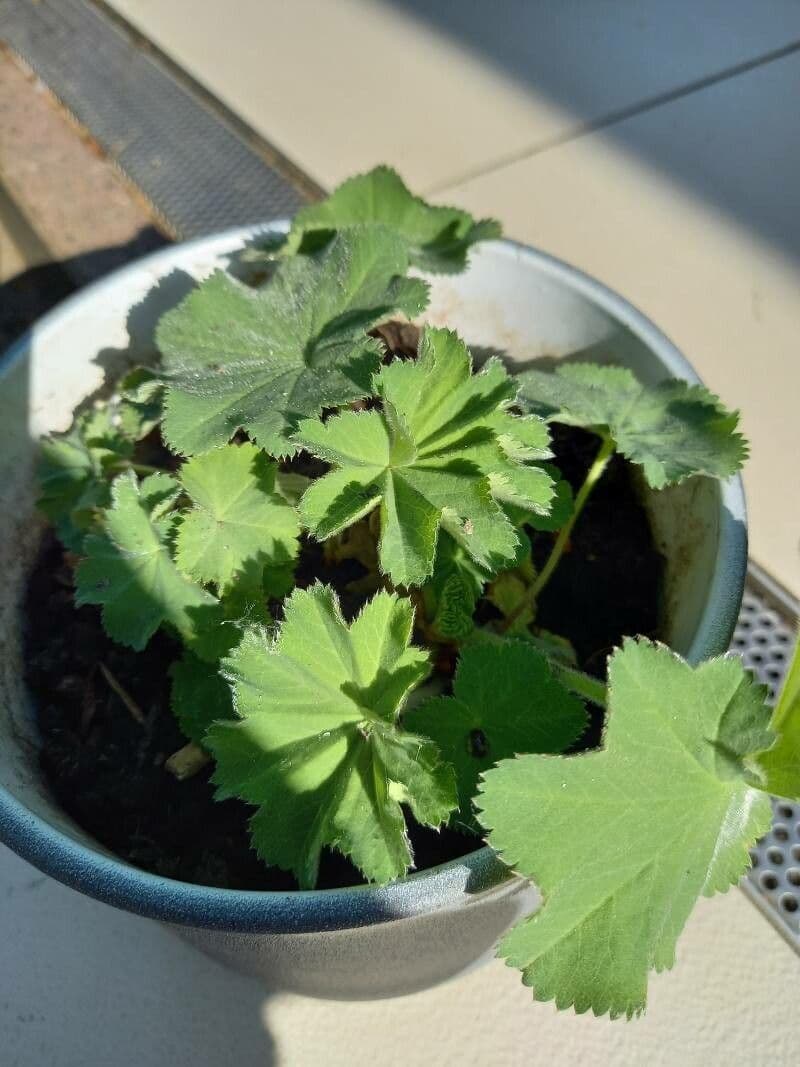 Ventaglina grigio-verde 13
