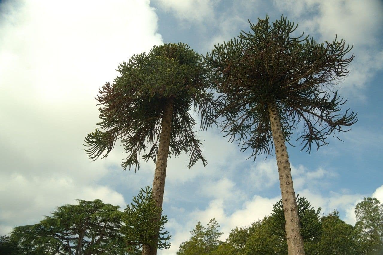 Aracauaria 28