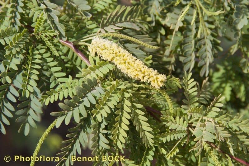 Prosopis 28