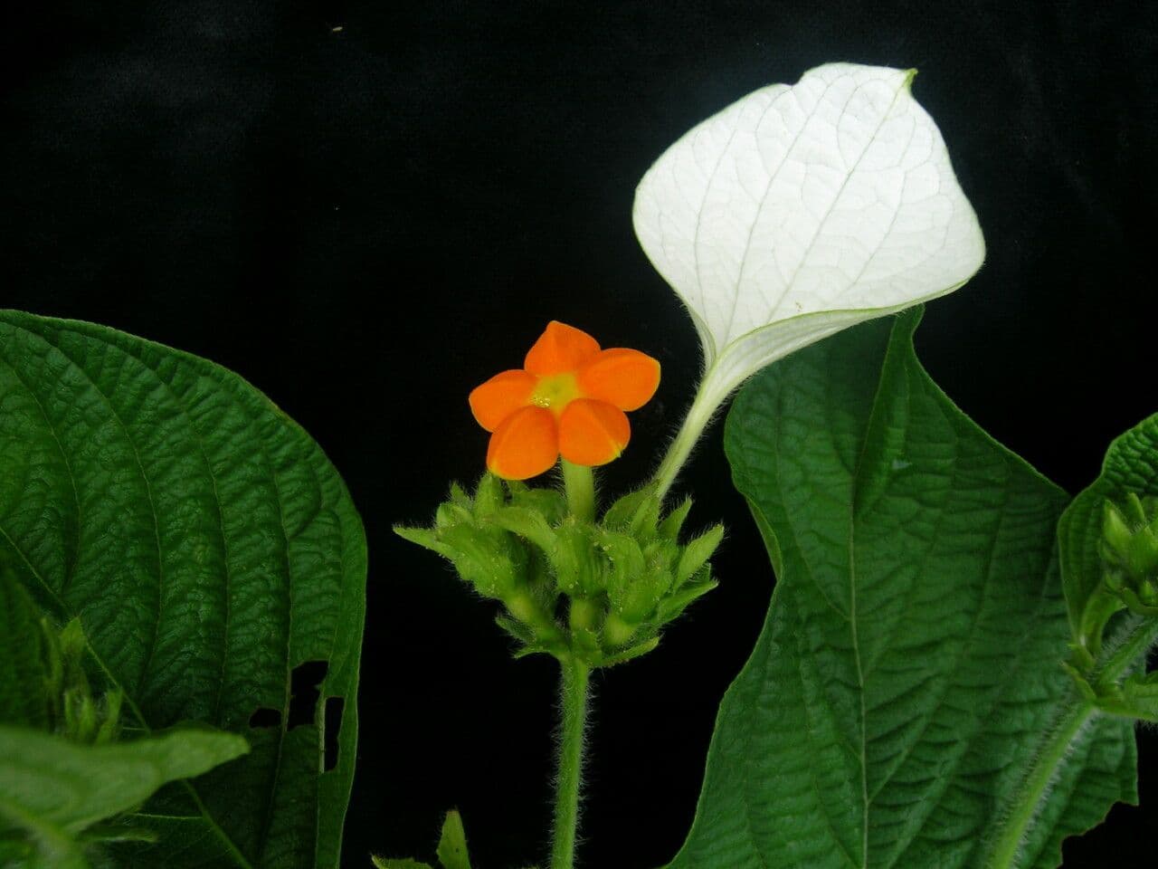 Mussaenda