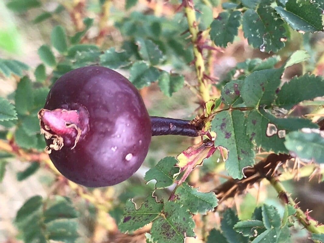 Bibernell-Rose