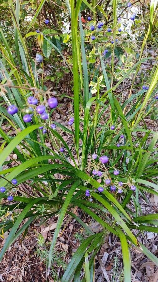Dianella modrá 18