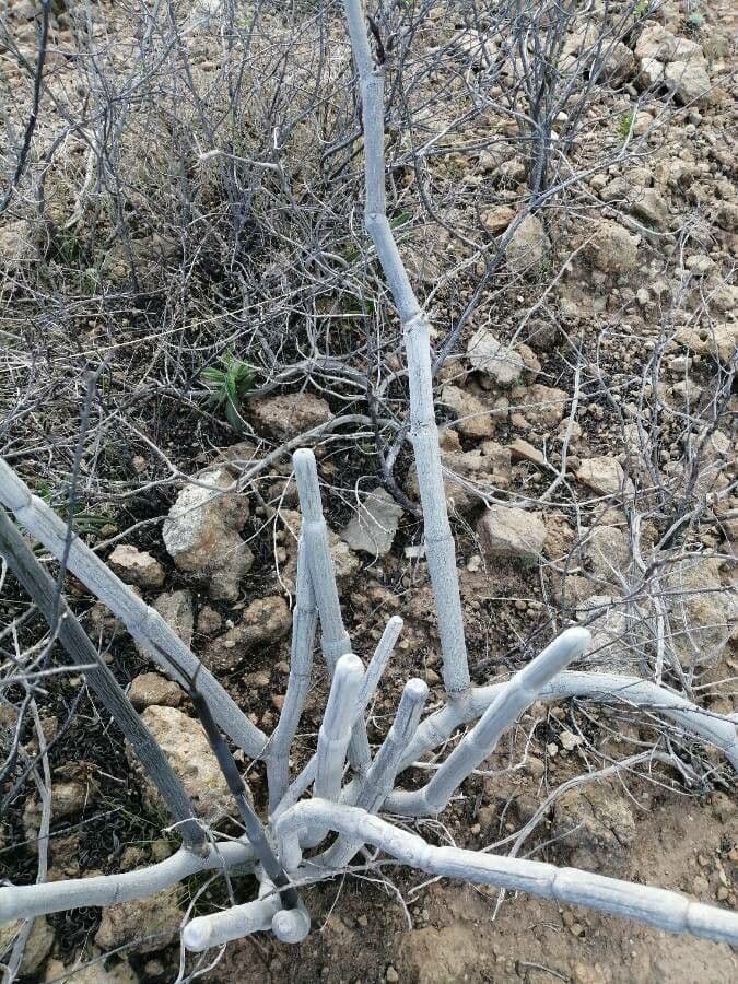 Ceropegia 18
