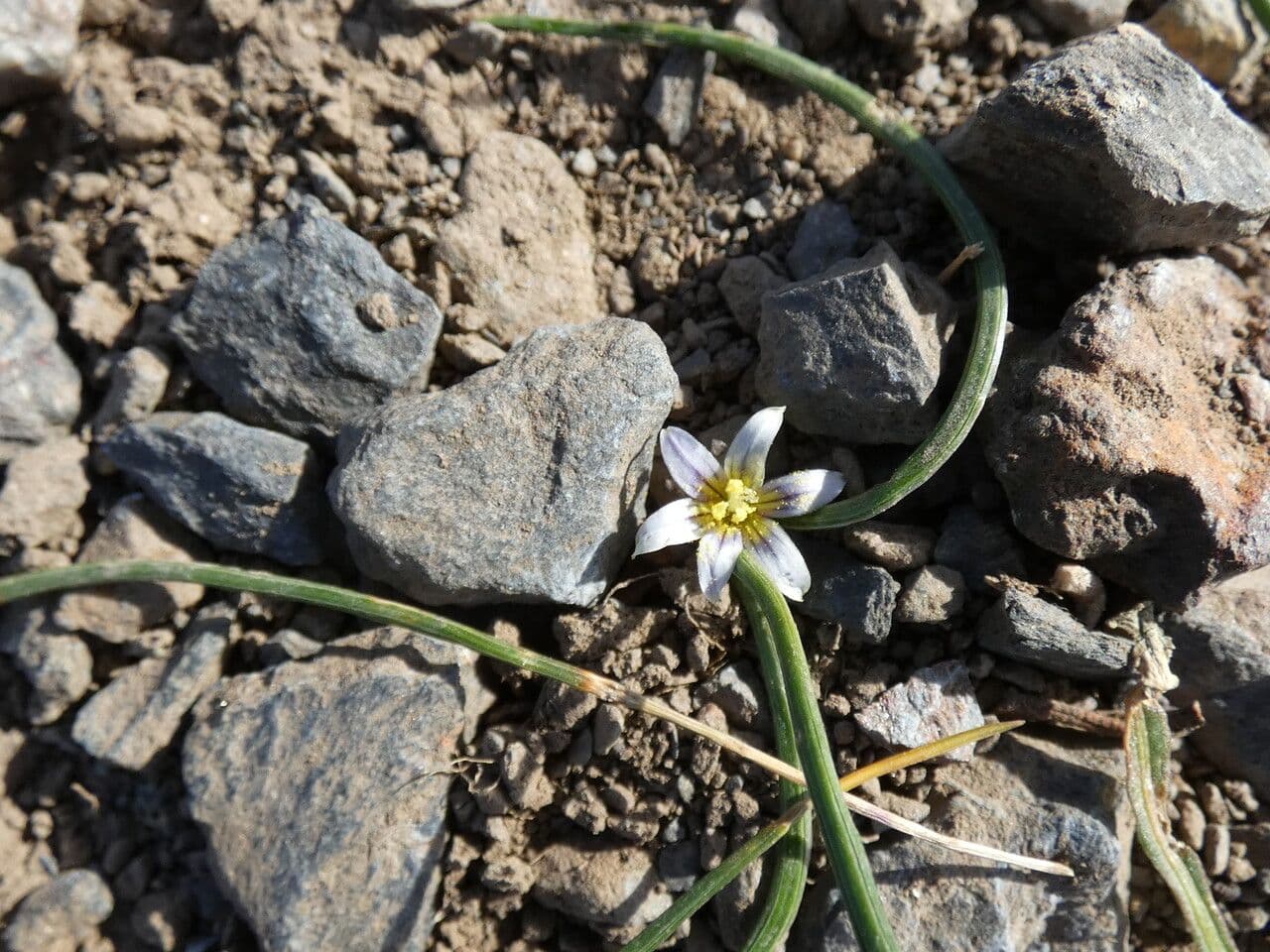 Romulea 14