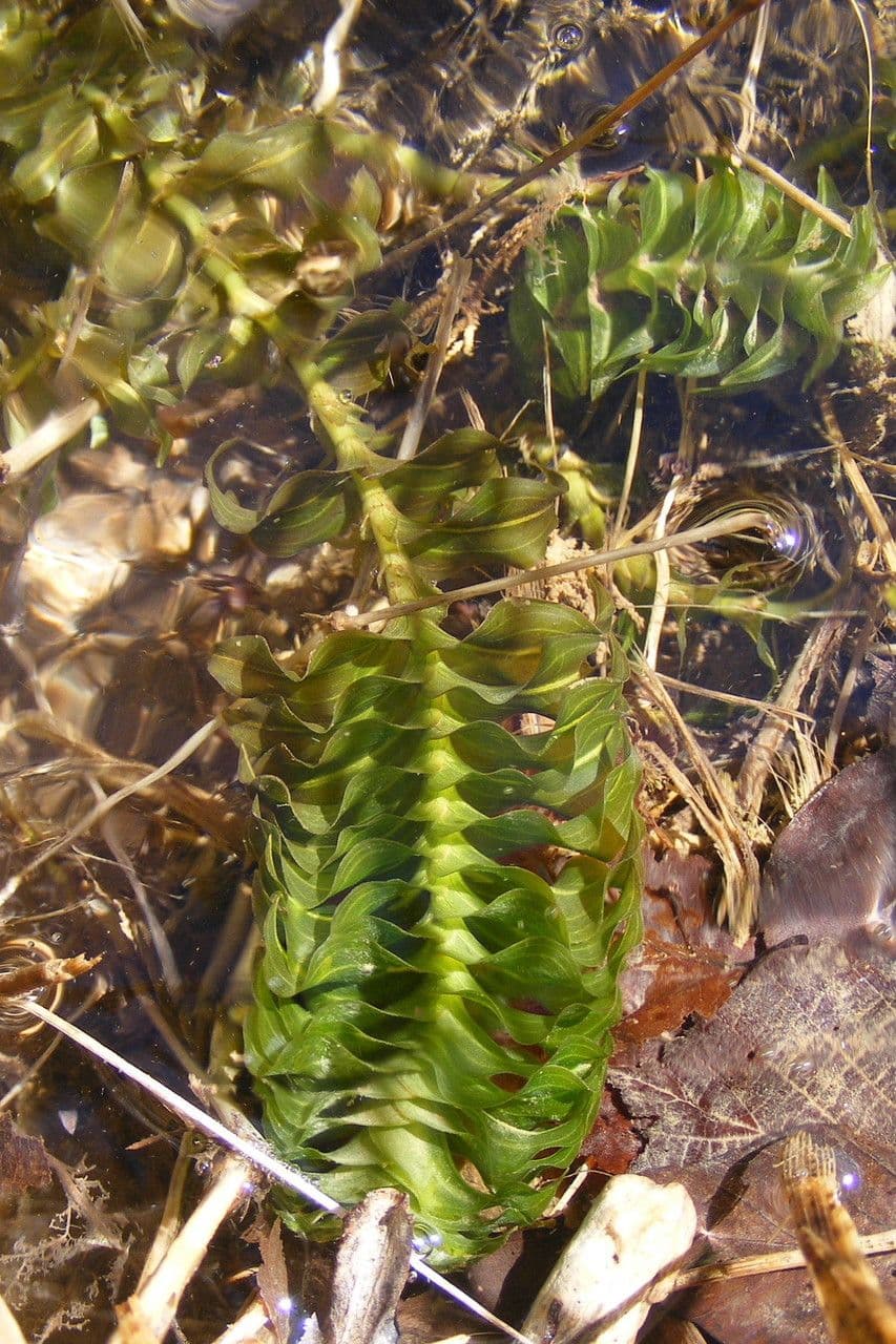 Groenlandia densa 9