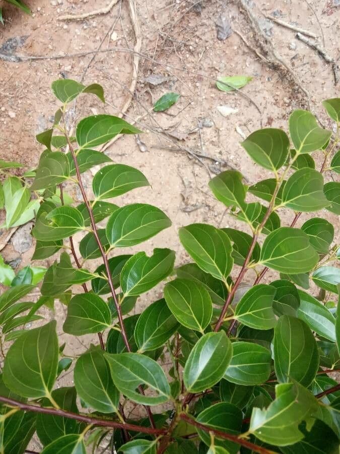 Goupia glabra 7