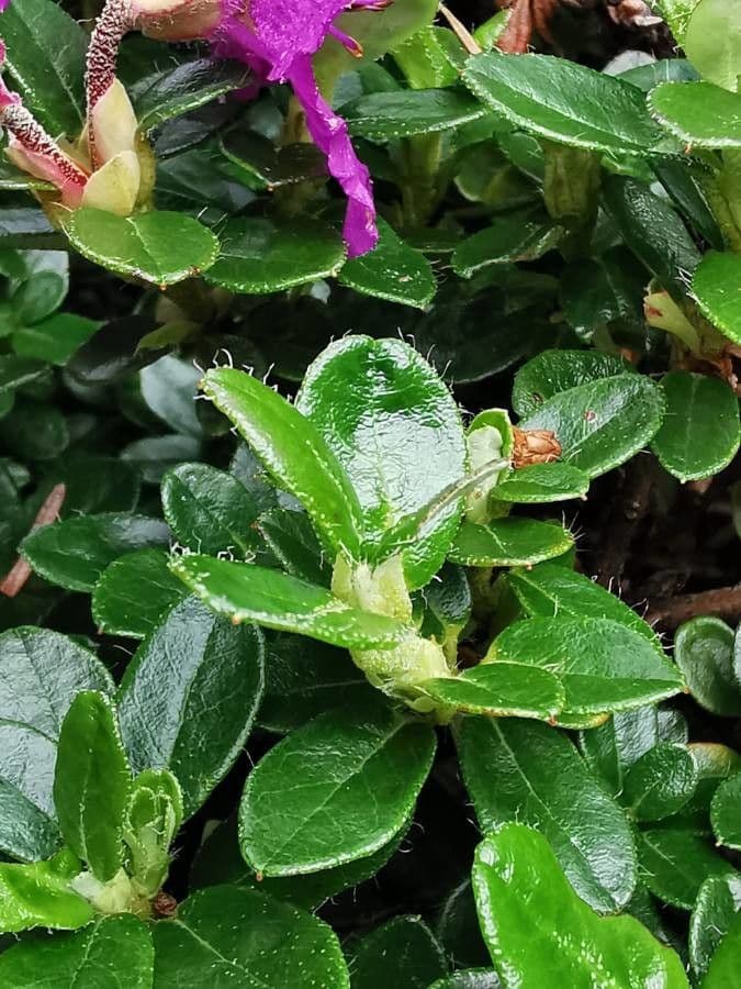 Rododendro del Salween 15