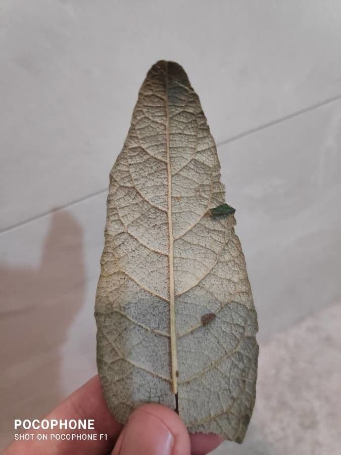 Vernonanthura 3