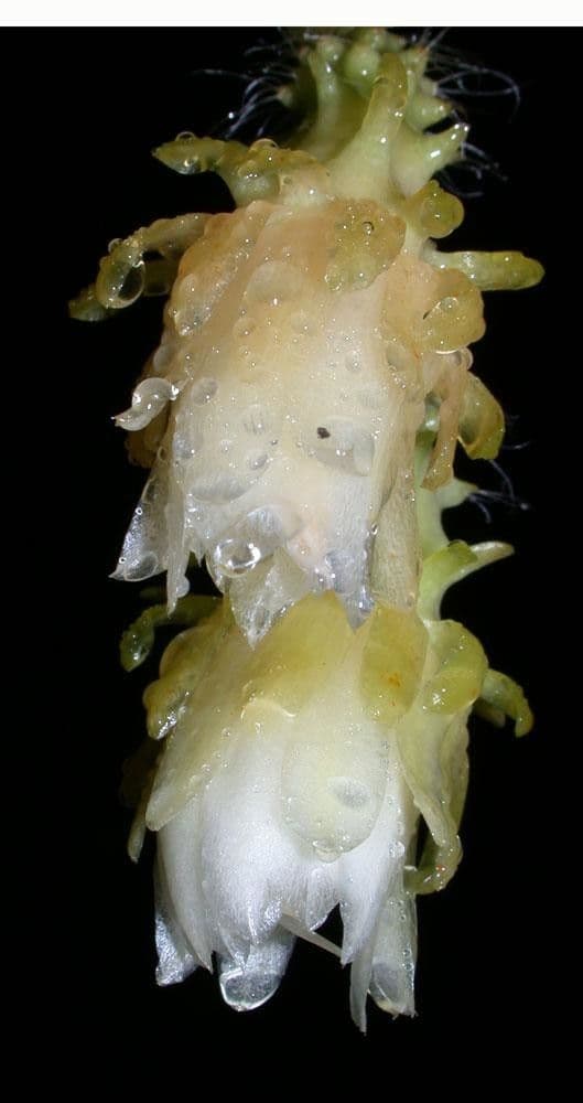 Weberocereus 7