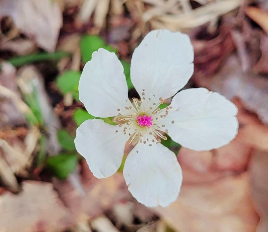 Süße Brombeere 4