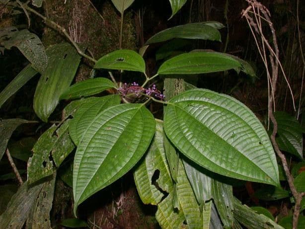 Miconia 14