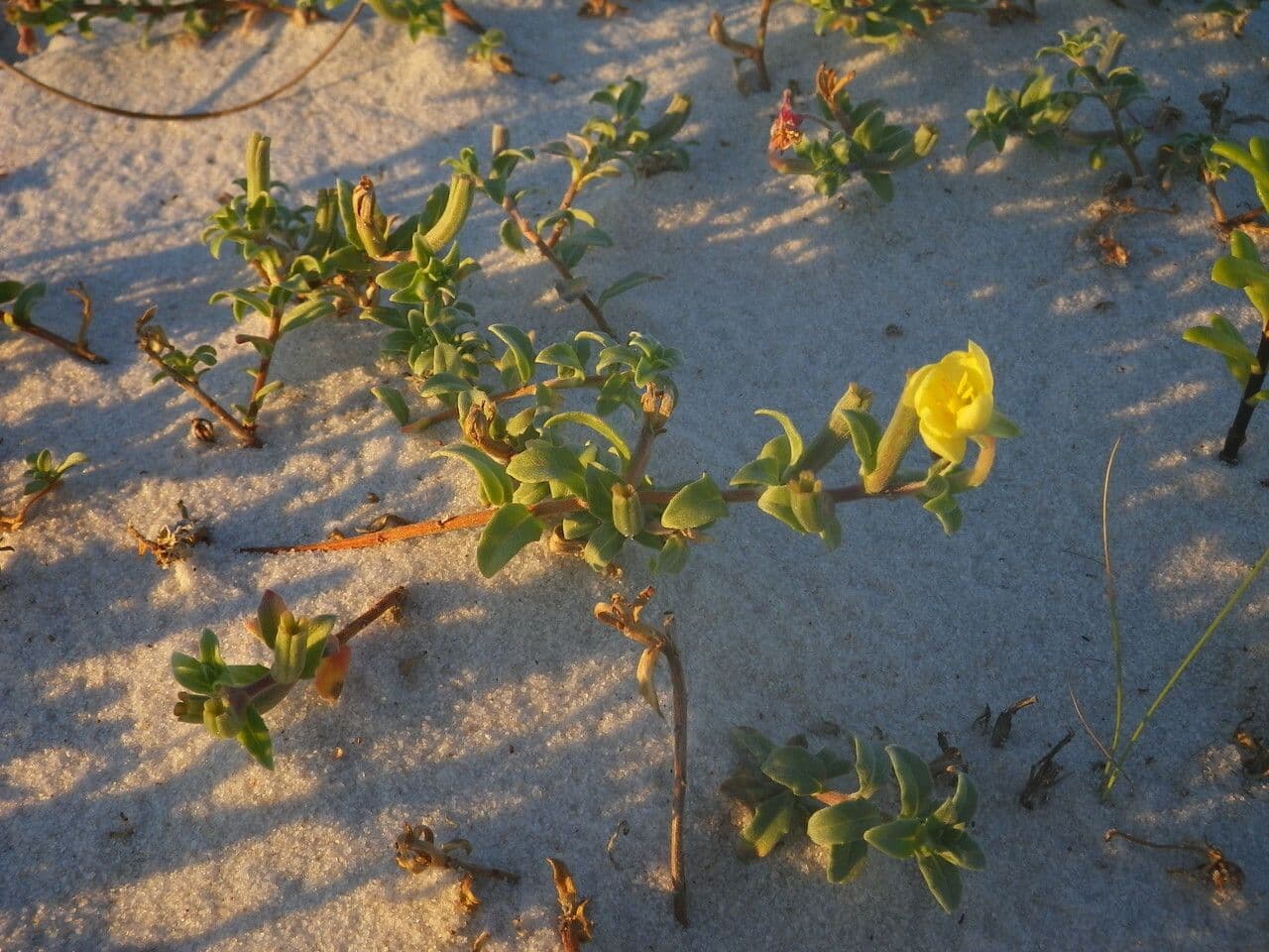 Enagra 6