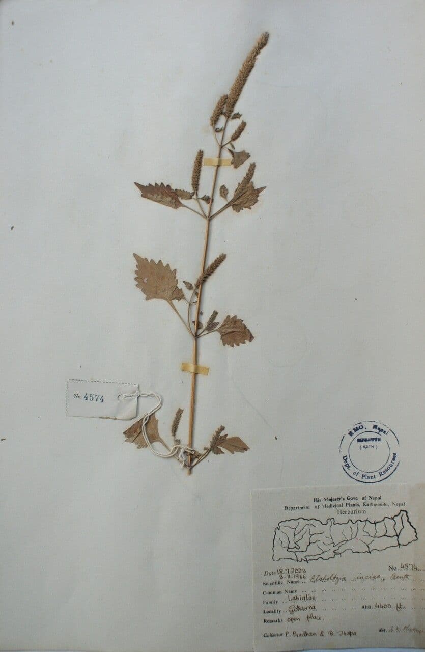 Elsholtzia 4