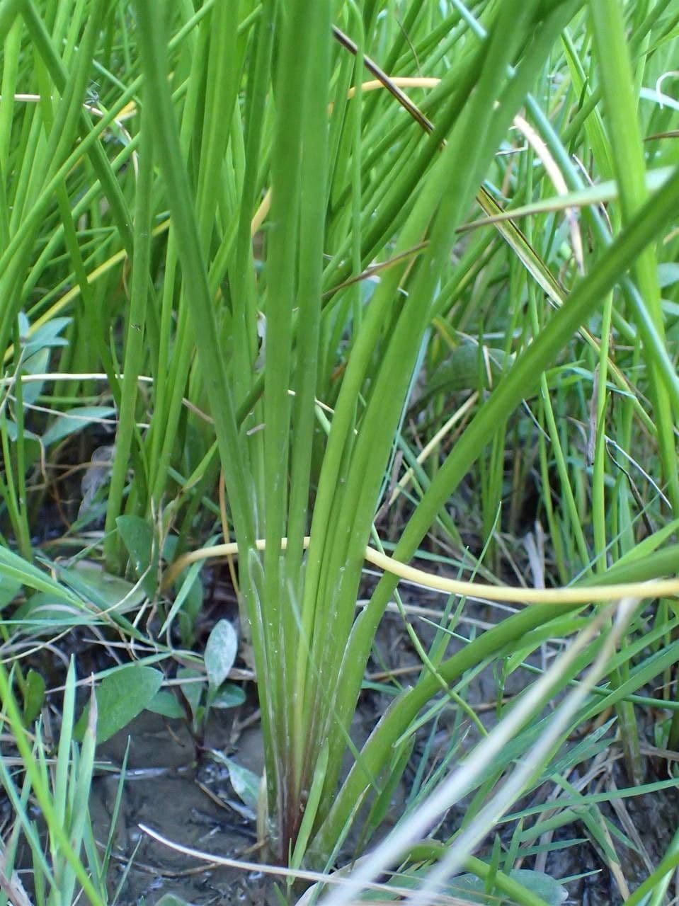 Giuncastrello palustre 10