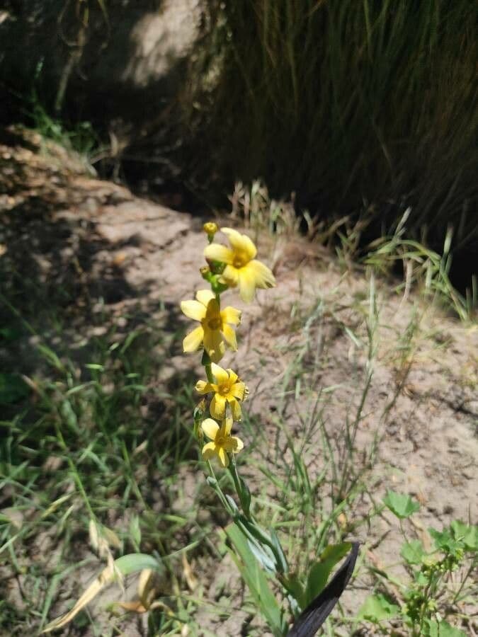 Sisyrinchium 3