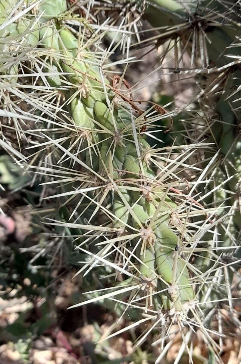 Ummantelte Cholla 12