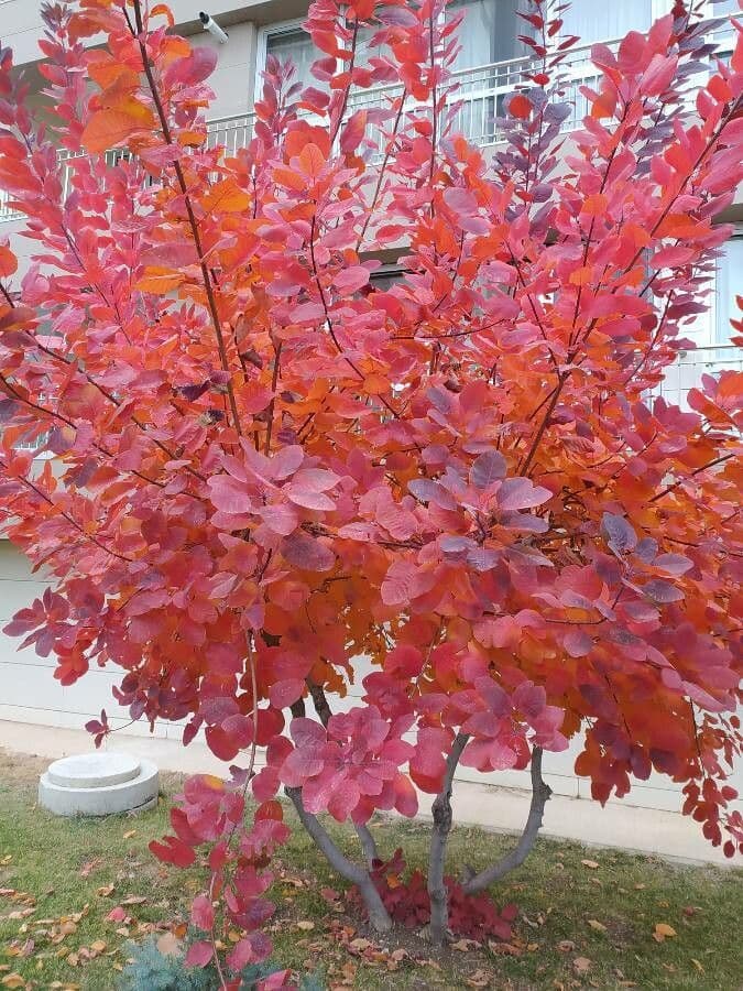 Albero dei piumini 6