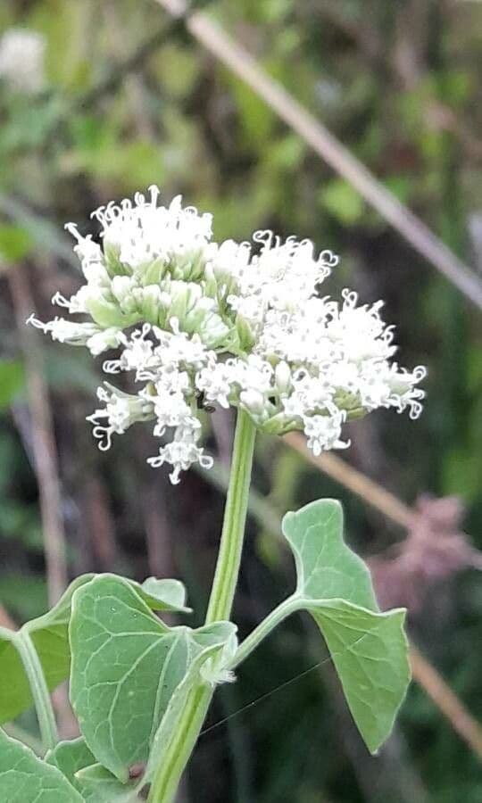 Mikania periplocifolia 4