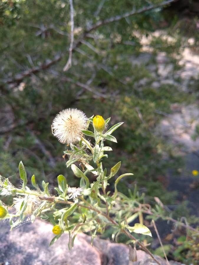 Heterotheca villosa 4