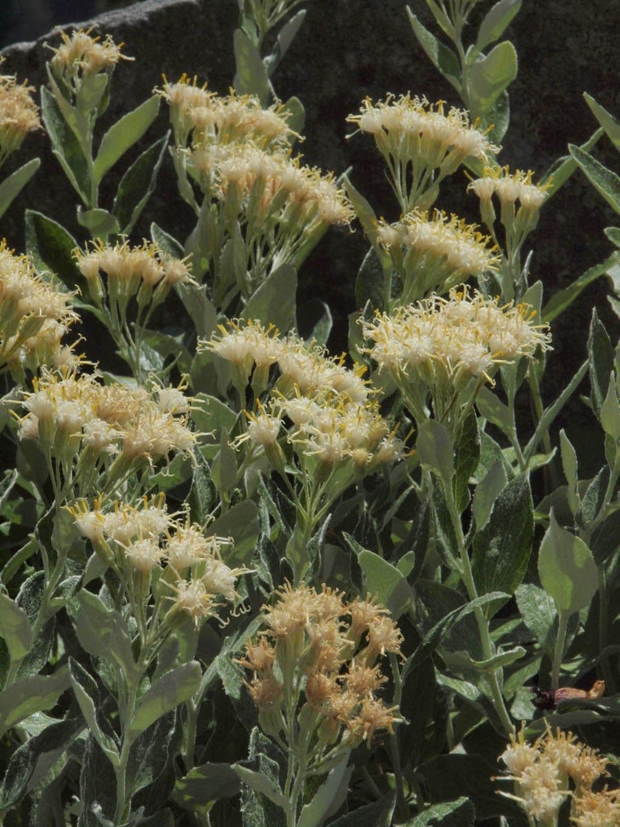 Luina hypoleuca