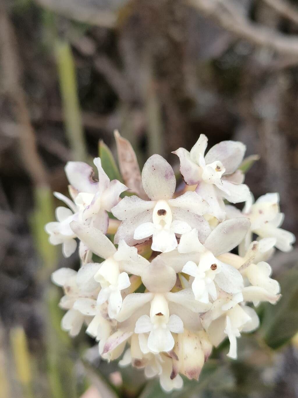 Epidendrum