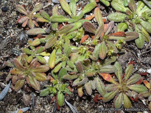Kriechende Dornenblume 6