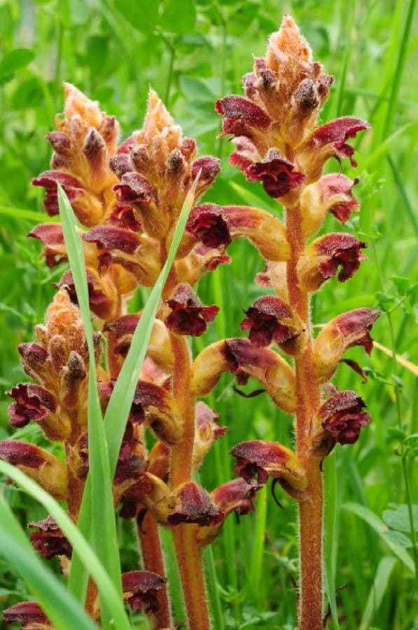 Succiamele gracile 6