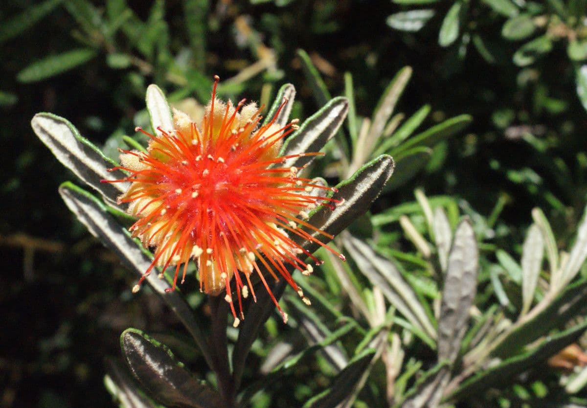 Diplolaena 5