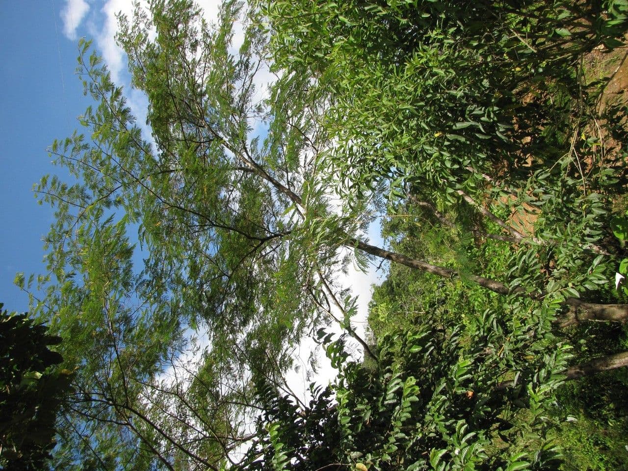 Albizia carbonaria 14