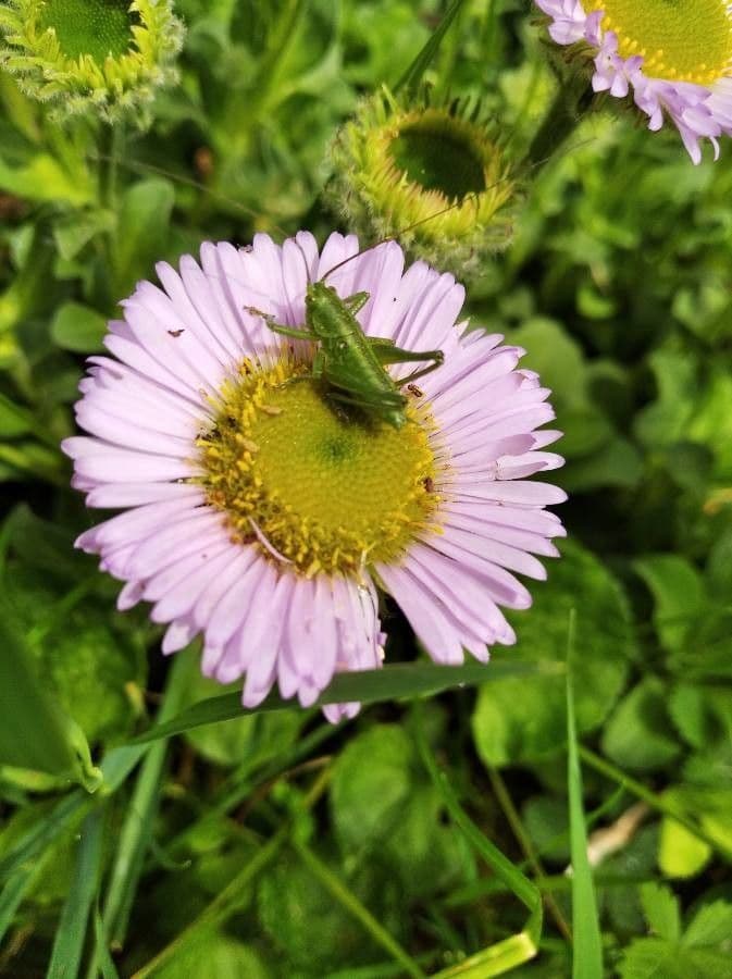 Fleabane glaucus 6