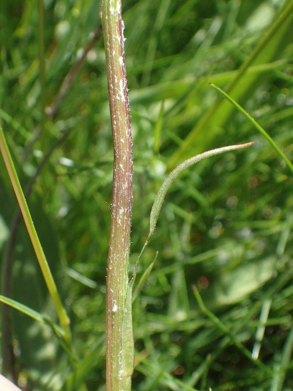 Scorzonera minore 21