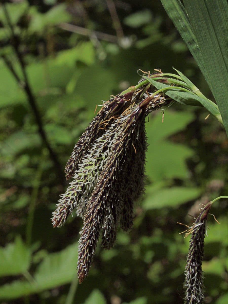 Kosmatka Mertensa 3