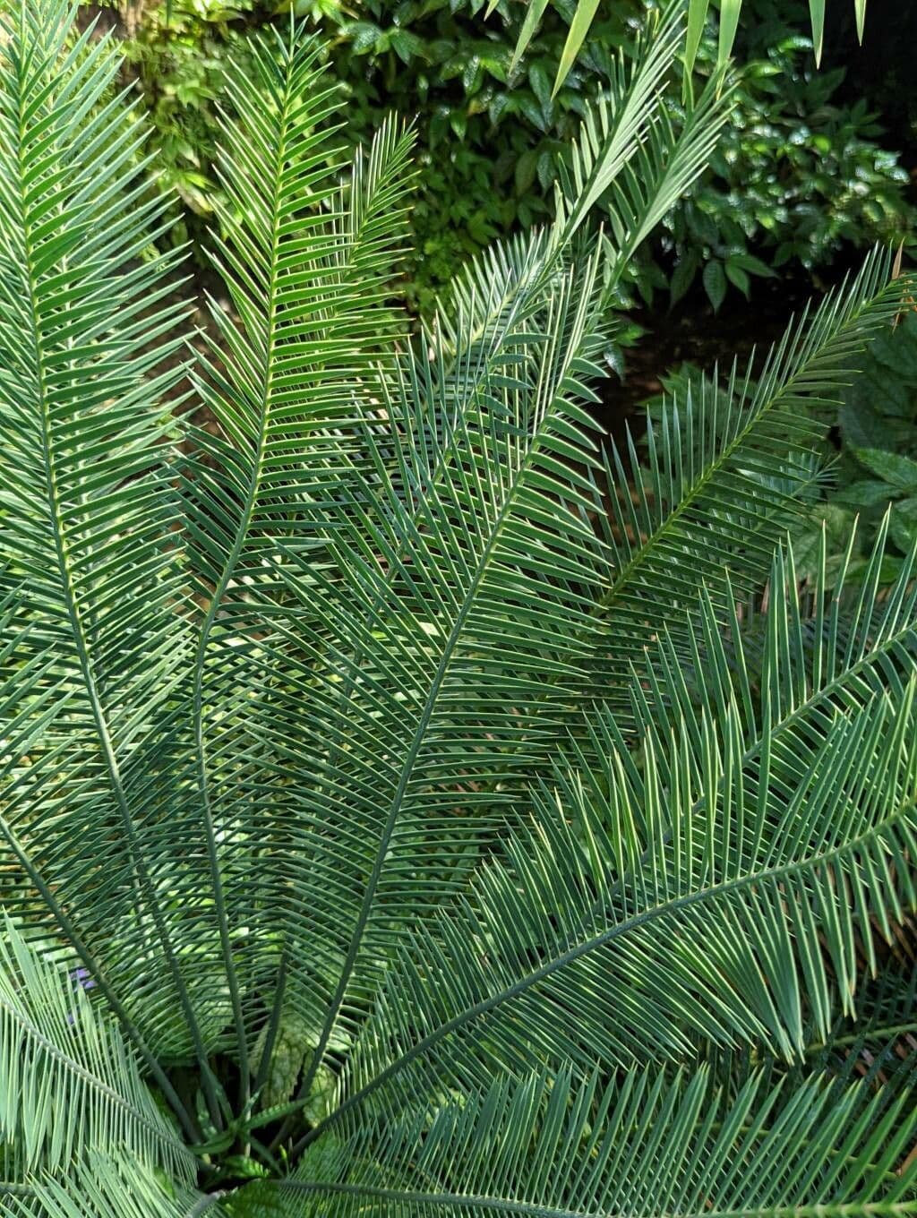 Dioon 3