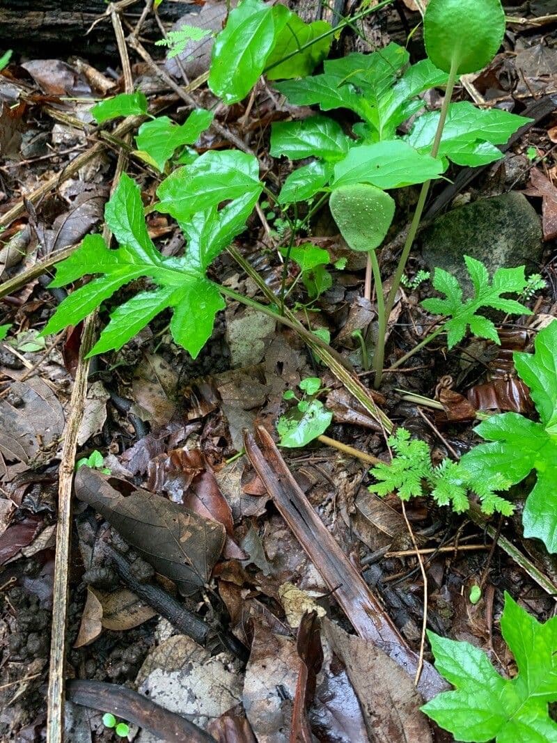 Dorstenia 3