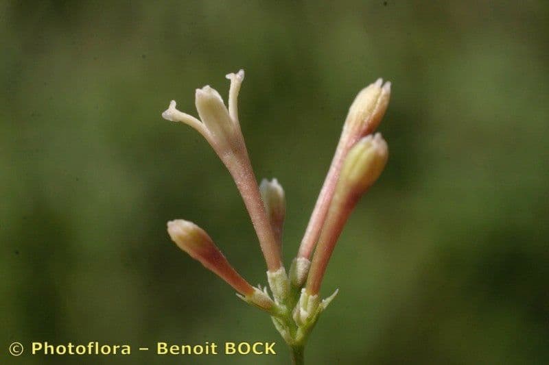 Asperula aristata 3