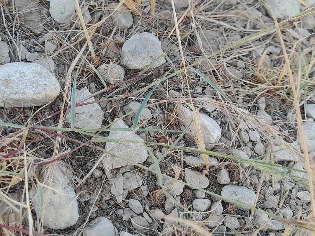 Aristida comune 15