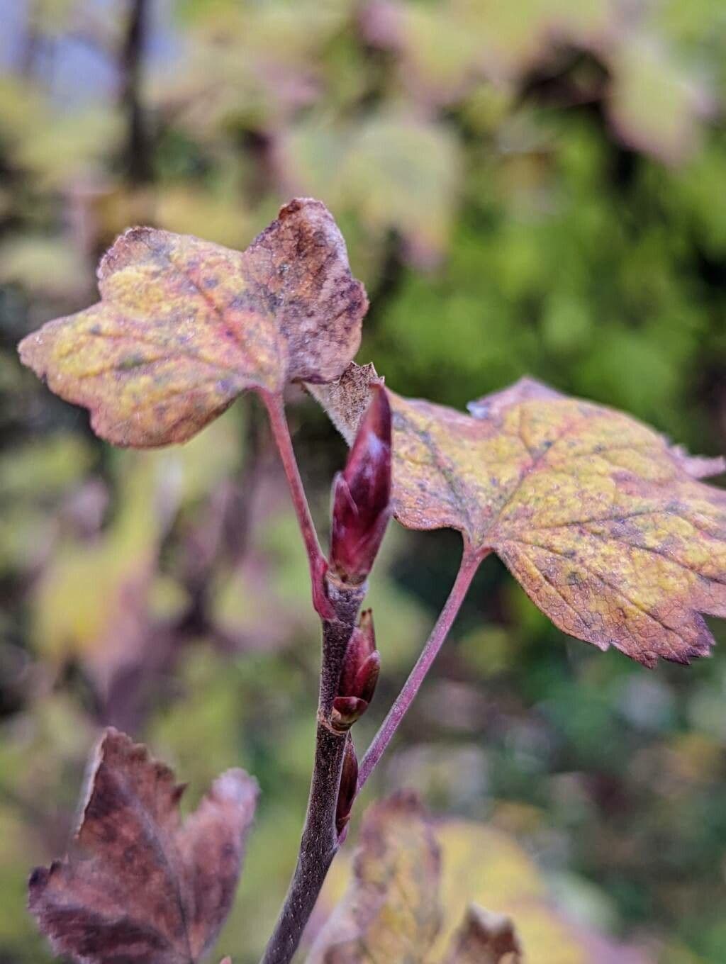 Ribes a fiori 28