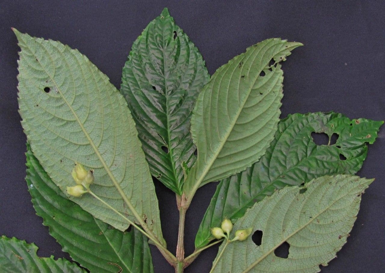Gasteranthus 12