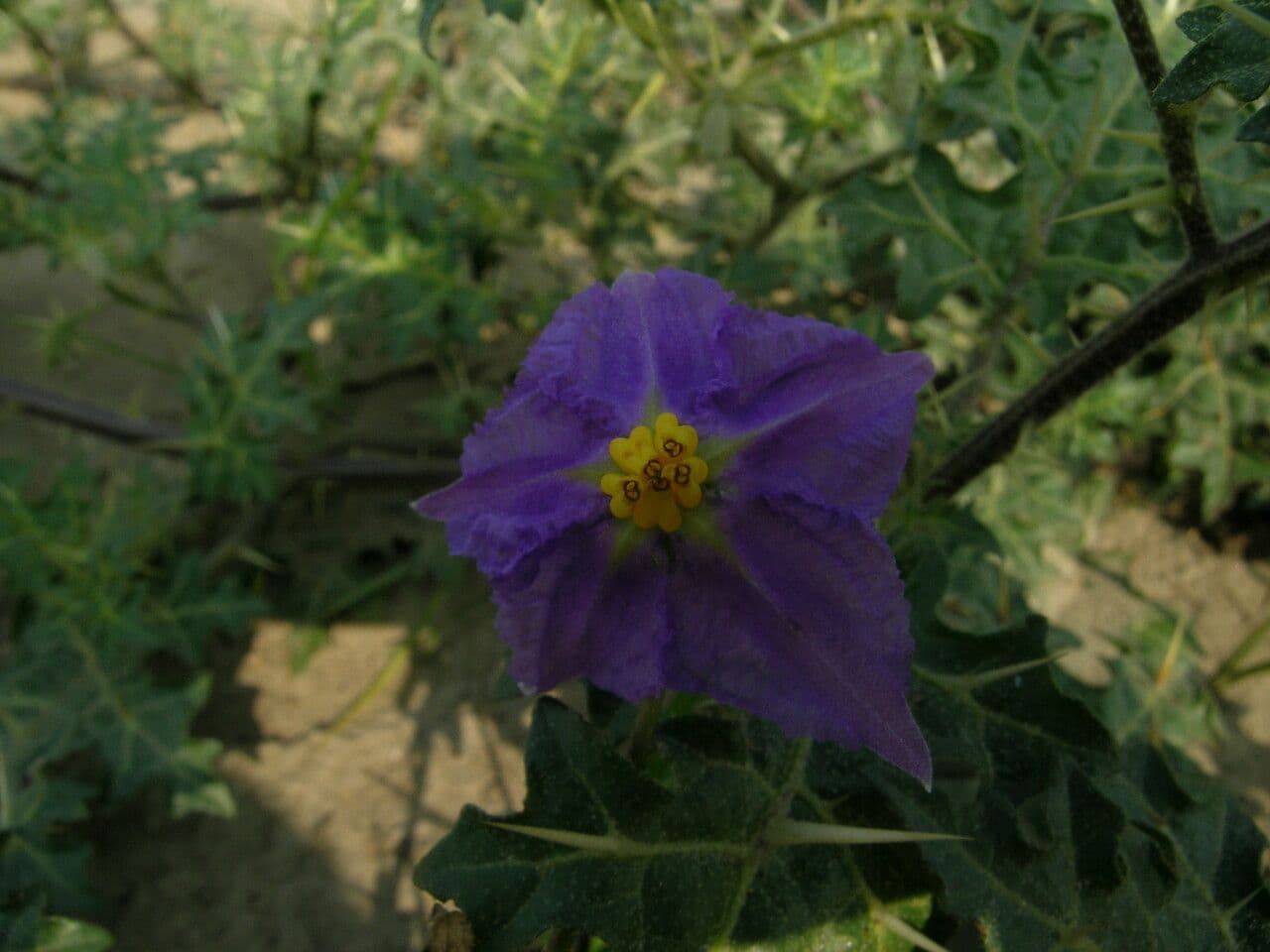 Psiankowaty 11