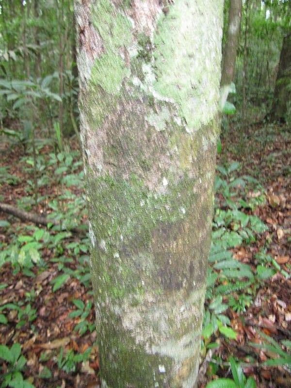 Licania 9