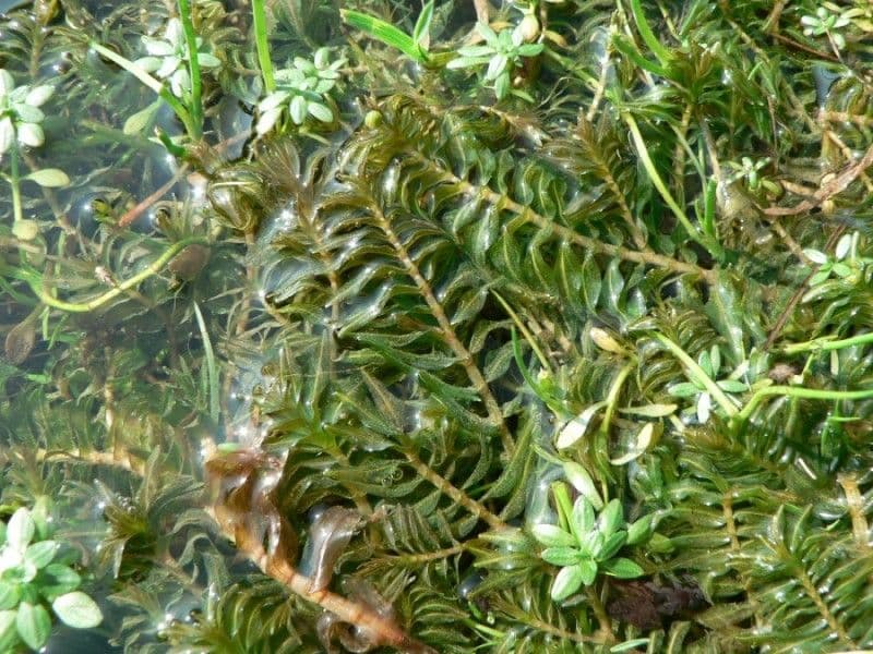 Groenlandia densa 15