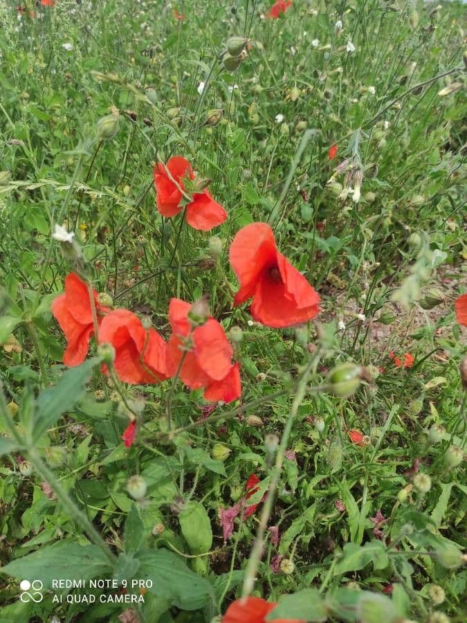 Klatschmohn 25