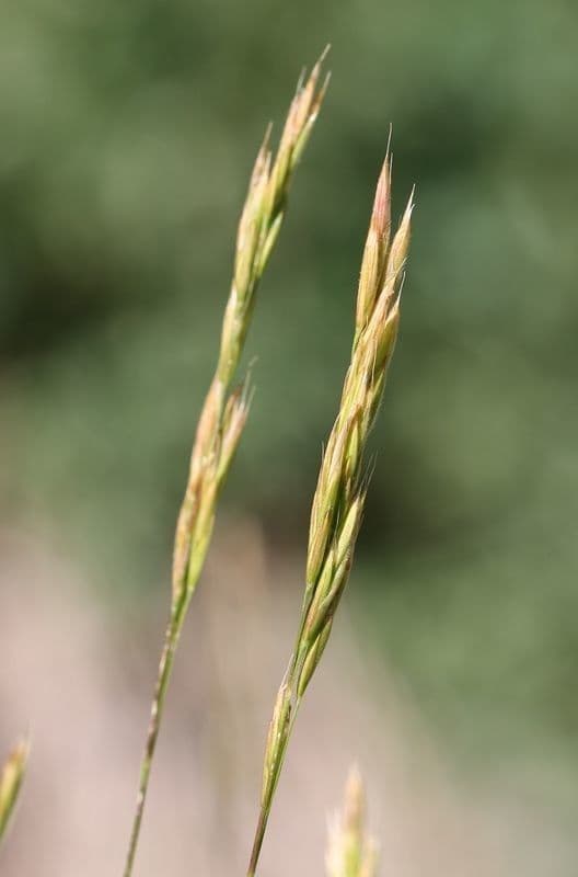 Bromus Suksdorfa